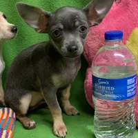 BeeBee blue pup, a female Chihuahua for sale in Damascus, AR – Photo 1 of 6