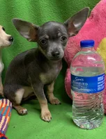 BeeBee blue pup, a female Chihuahua for sale in Damascus, AR – Photo 1 of 6