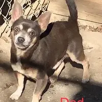 BeeBee blue pup, a female Chihuahua for sale in Damascus, AR – Photo 5 of 6