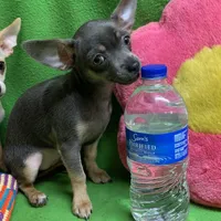 BeeBee blue pup, a female Chihuahua for sale in Damascus, AR – Photo 4 of 6