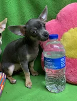 BeeBee blue pup, a female Chihuahua for sale in Damascus, AR – Photo 4 of 6