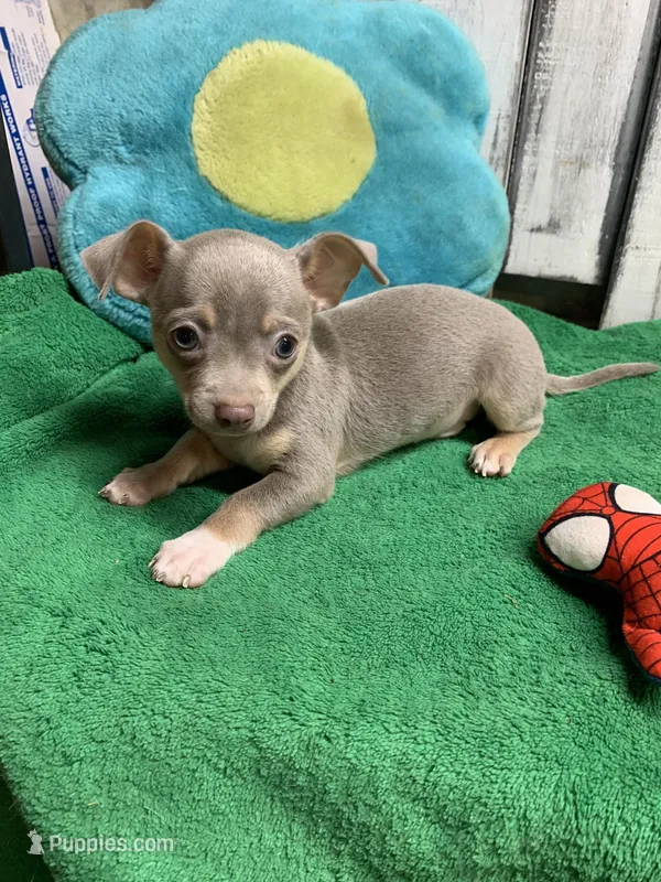 Frosty male pup – Chihuahua puppy for sale in Damascus, AR