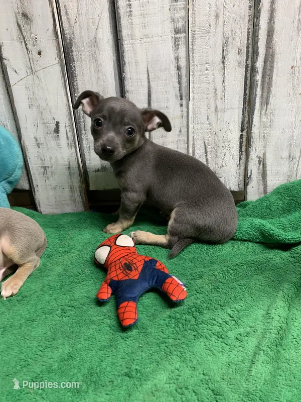 Frosty male pup – Chihuahua puppy for sale in Damascus, AR