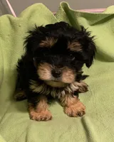 Petey , a male Yorkipoo for sale in Damascus, AR – 2 of 4