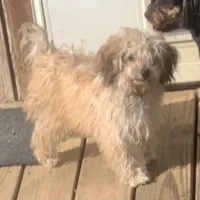 Ruby pup, a female Poodle - Toy  for sale in Damascus, AR – Photo 6 of 7