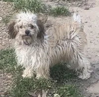 Ruby pup, a female Poodle - Toy  for sale in Damascus, AR – Photo 1 of 7