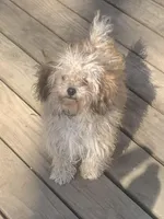 Ruby pup, a female Poodle - Toy  for sale in Damascus, AR – Photo 7 of 7