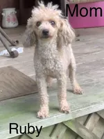 Ruby pup, a female Poodle - Toy  for sale in Damascus, AR – Photo 3 of 7
