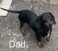 Stella female 1, a female Miniature Dachshund for sale in Damascus, AR – Photo 4 of 6