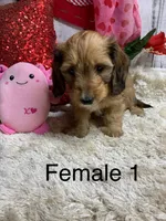 Stella female 1, a female Miniature Dachshund for sale in Damascus, AR – Photo 2 of 6