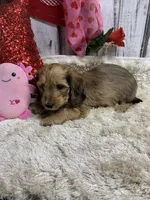 Stella female 1, a female Miniature Dachshund for sale in Damascus, AR – Photo 3 of 6