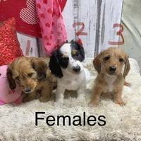 Stella female 1, a female Miniature Dachshund for sale in Damascus, AR – Photo 6 of 6