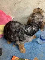 Morkie female , a female Morkie for sale in Damascus, AR – 4 of 5