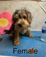 Morkie female , a female Morkie for sale in Damascus, AR – 2 of 5