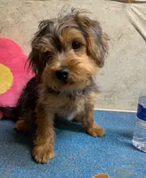 Morkie female , a female Morkie for sale in Damascus, AR – 1 of 5