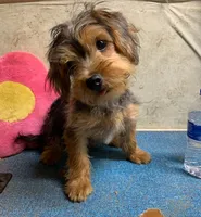 Morkie female , a female Morkie for sale in Damascus, AR – 3 of 5