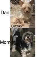 Morkie female , a female Morkie for sale in Damascus, AR – 5 of 5