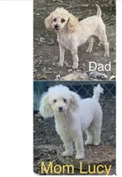 Lucy pup, a female Poodle - Toy  for sale in Damascus, AR – 2 of 2