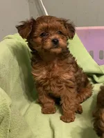 Petey red boy, a male Yorkipoo for sale in Damascus, AR – 2 of 3