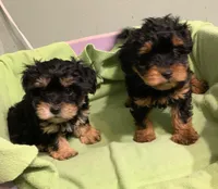 Petey , a male Yorkipoo for sale in Damascus, AR – 4 of 4