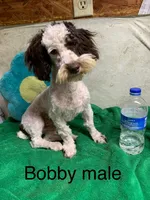 Boots & Betty pup, a male Poodle - Toy  for sale in Damascus, AR – 4 of 4