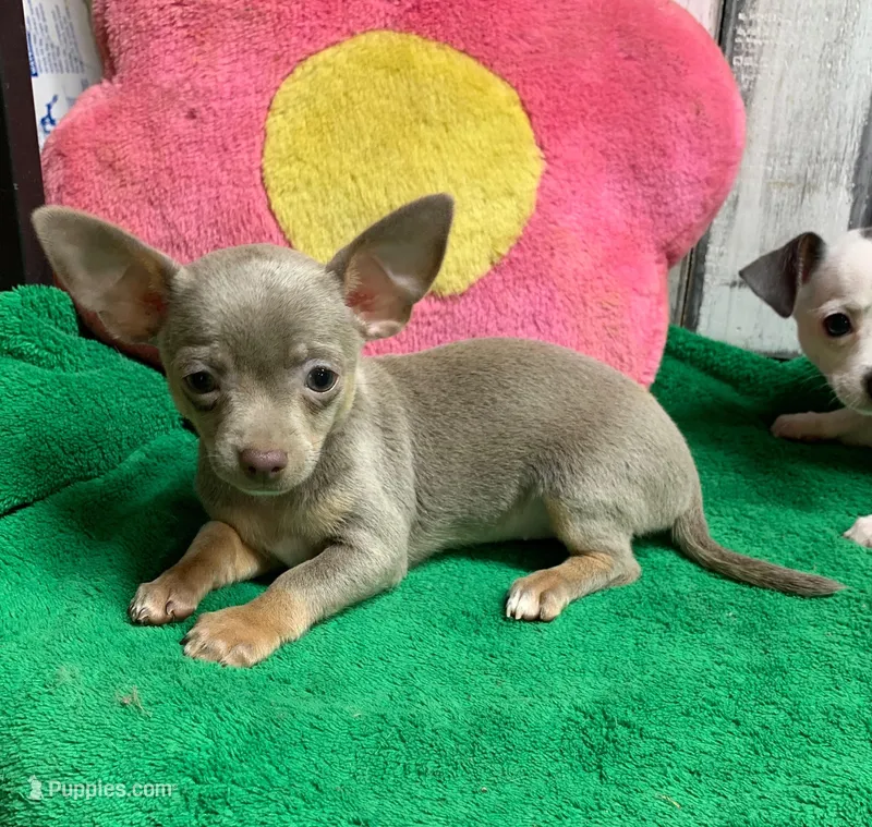 Frosty female pup – Chihuahua puppy for sale in Damascus, AR