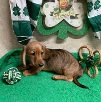 Digger, a female Miniature Dachshund for sale in Damascus, AR – Photo 2 of 5