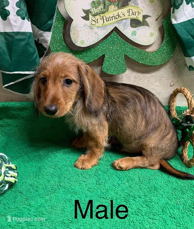 Digger – Miniature Dachshund puppy for sale in Damascus, AR