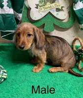 Digger, a female Miniature Dachshund for sale in Damascus, AR – Photo 1 of 5