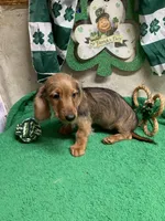 Digger, a female Miniature Dachshund for sale in Damascus, AR – Photo 3 of 5