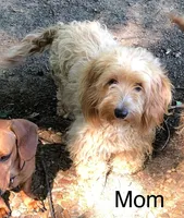 Digger, a female Miniature Dachshund for sale in Damascus, AR – Photo 5 of 5