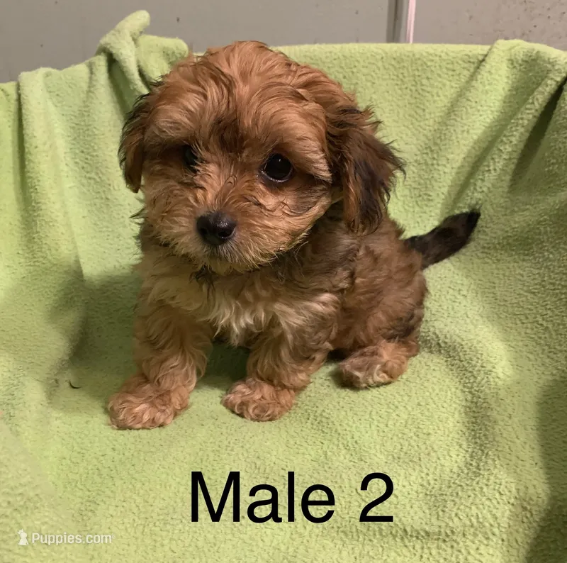 Petey red boy – Yorkipoo puppy for sale in Damascus, AR