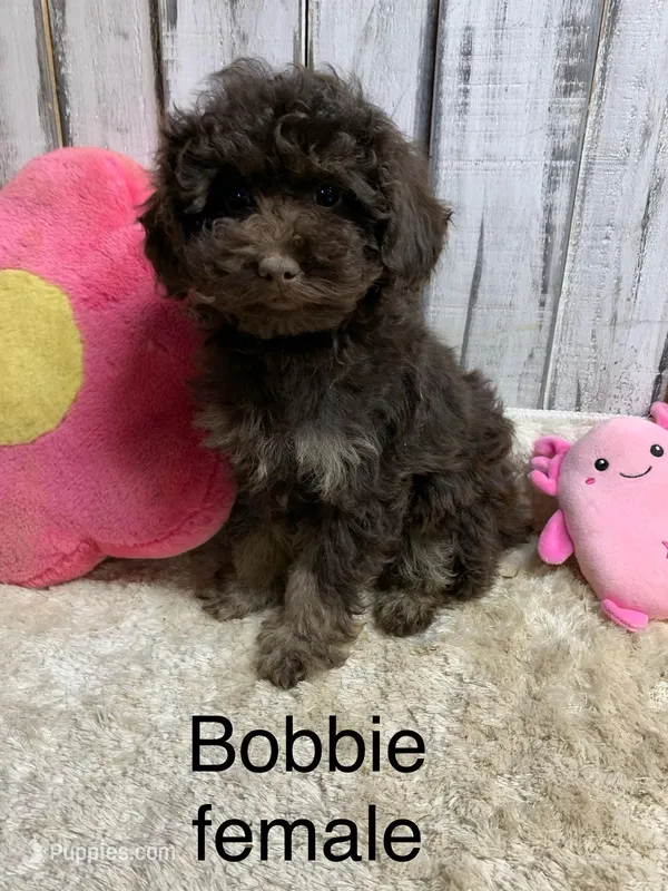 Bobbie chocolate femsle, a female Poodle - Miniature  for sale in Damascus, AR – Photo 1 of 4
