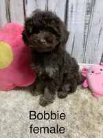 Bobbie chocolate femsle, a female Poodle - Miniature  for sale in Damascus, AR – Photo 1 of 4