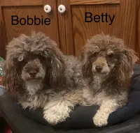 Bobbie chocolate femsle, a female Poodle - Miniature  for sale in Damascus, AR – Photo 4 of 4