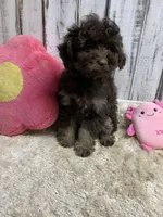 Bobbie chocolate femsle, a female Poodle - Miniature  for sale in Damascus, AR – Photo 2 of 4