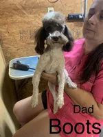 Bobbie chocolate femsle, a female Poodle - Miniature  for sale in Damascus, AR – Photo 3 of 4