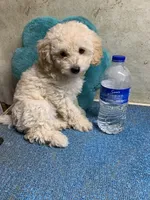 Tanner pup, a male Poodle - Toy  for sale in Damascus, AR – 2 of 3