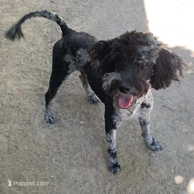 Mini Merle  – Miniature Goldendoodle puppy for sale in Damascus, AR