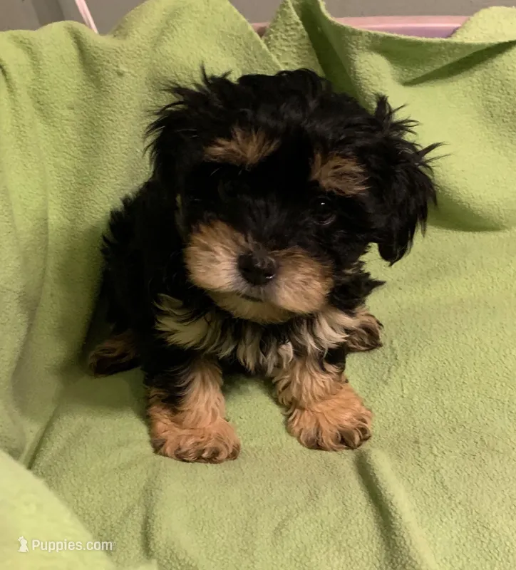 Petey  – Yorkipoo puppy for sale in Damascus, AR
