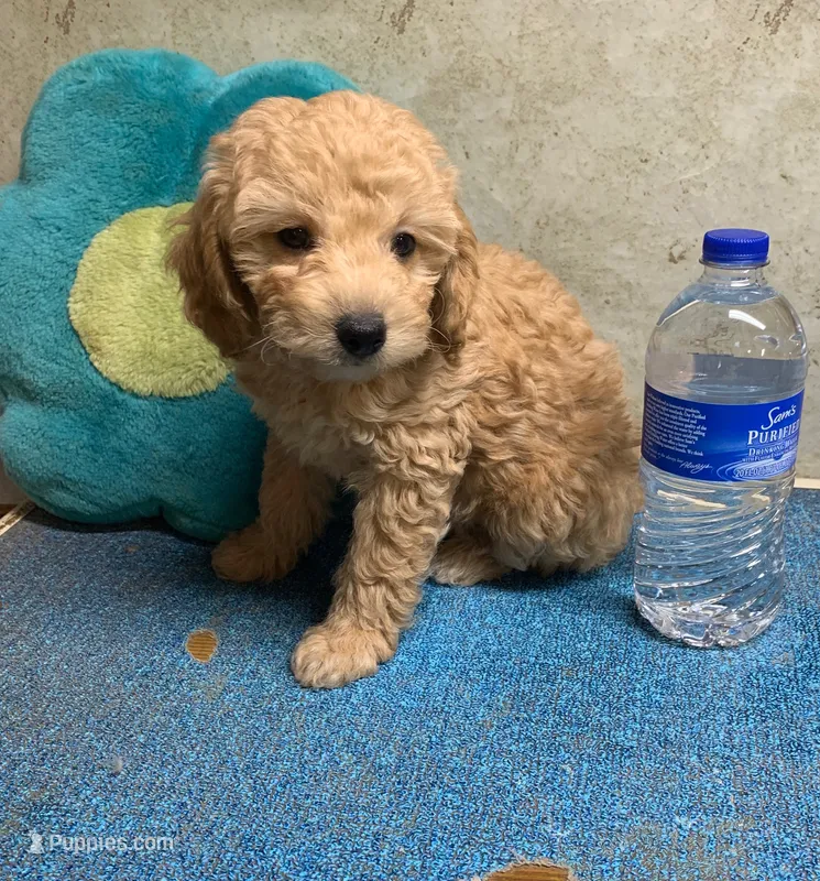Tanner pup – Poodle - Toy  puppy for sale in Damascus, AR