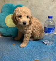 Tanner pup, a male Poodle - Toy  for sale in Damascus, AR – 1 of 2