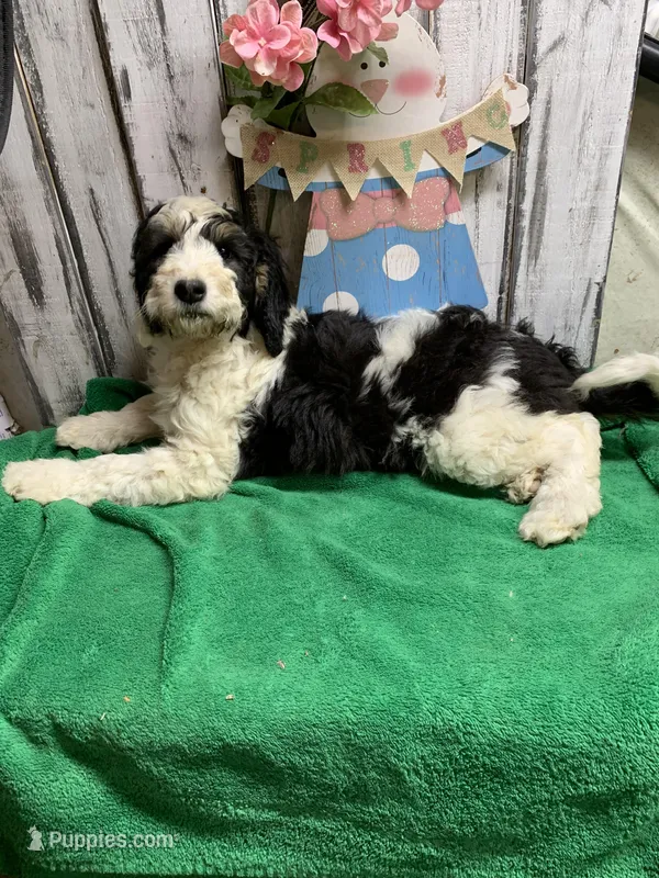 Annie Tri female – Sheepadoodle puppy for sale in Damascus, AR