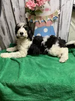 Annie Tri female, a female Sheepadoodle for sale in Damascus, AR – Photo 4 of 4