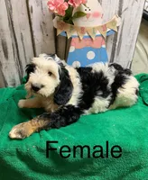 Annie Tri female, a female Sheepadoodle for sale in Damascus, AR – Photo 1 of 4