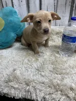 Barney , a male Chihuahua for sale in Damascus, AR – Photo 1 of 2