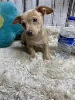 Barney , a male Chihuahua for sale in Damascus, AR – Photo 2 of 2