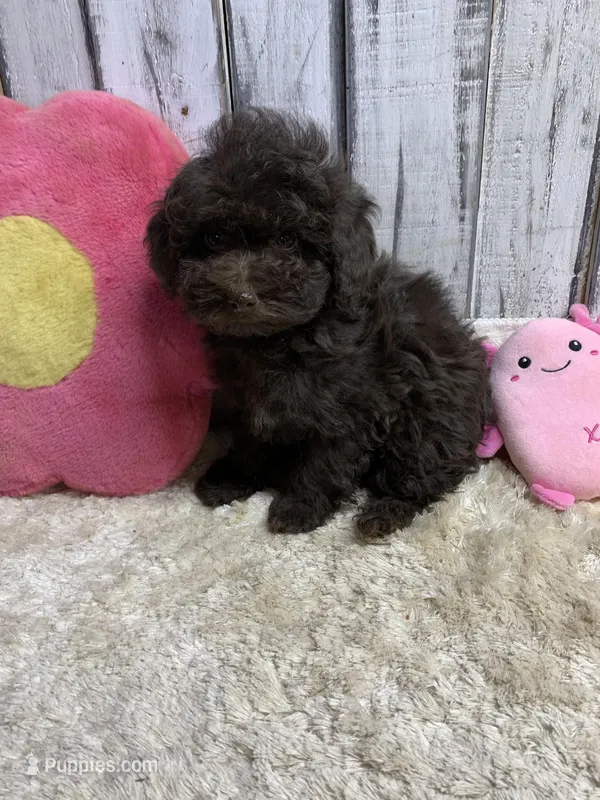 Betty chocolate female 