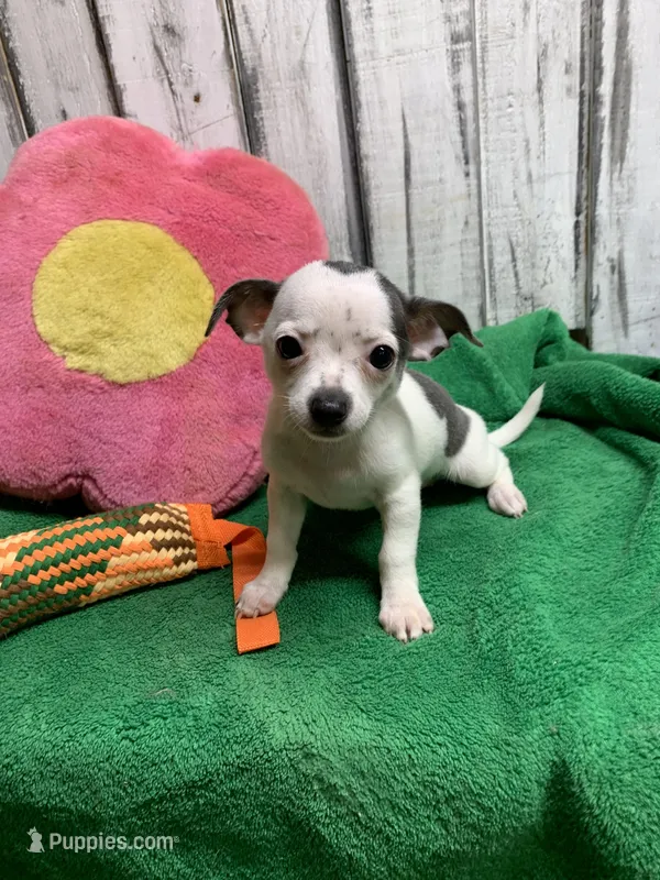 Frosty female pup  – Chihuahua puppy for sale in Damascus, AR