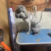 Mini Brindle male, a male Sheepadoodle for sale in Damascus, AR – Photo 6 of 8